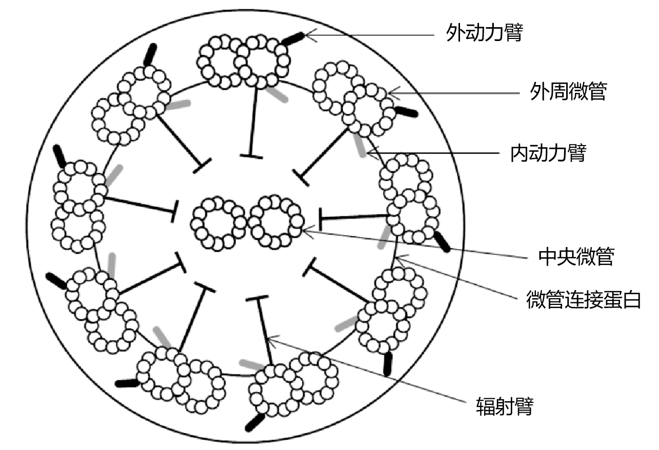 图片预览