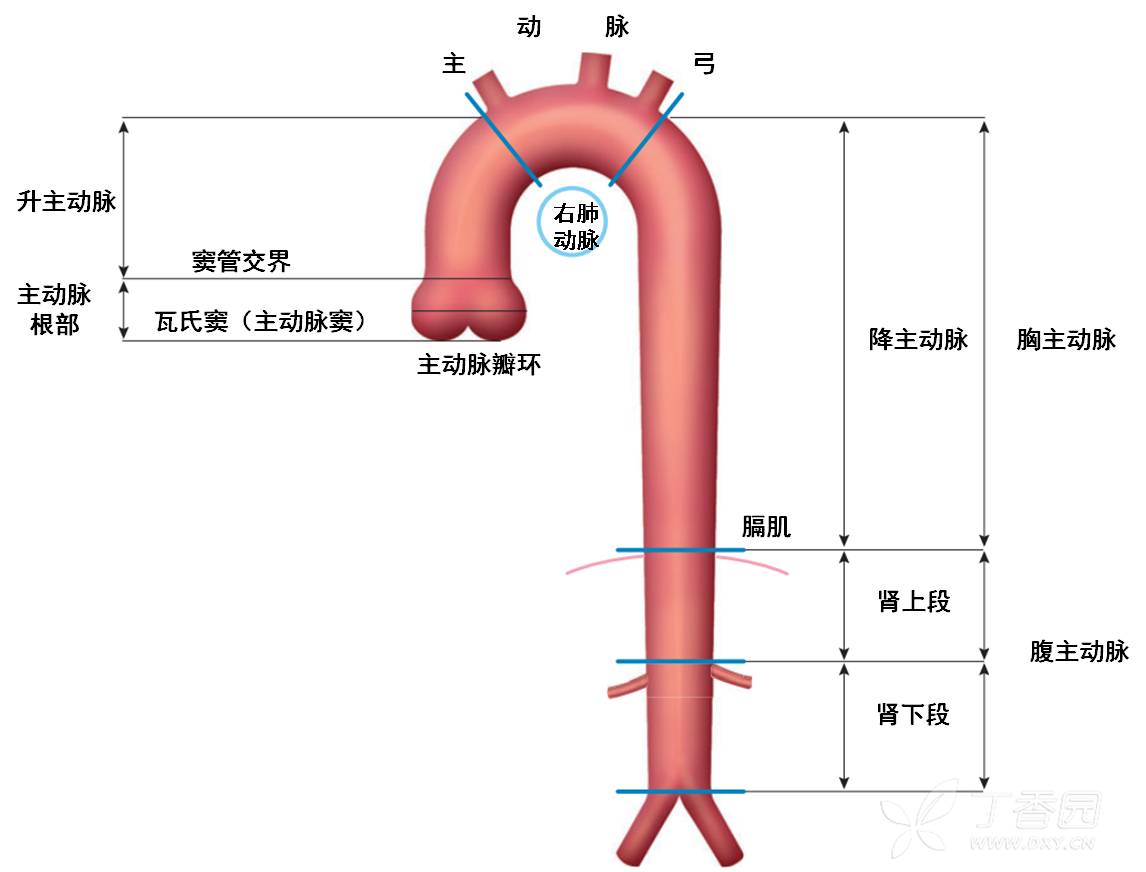 主动脉疾病