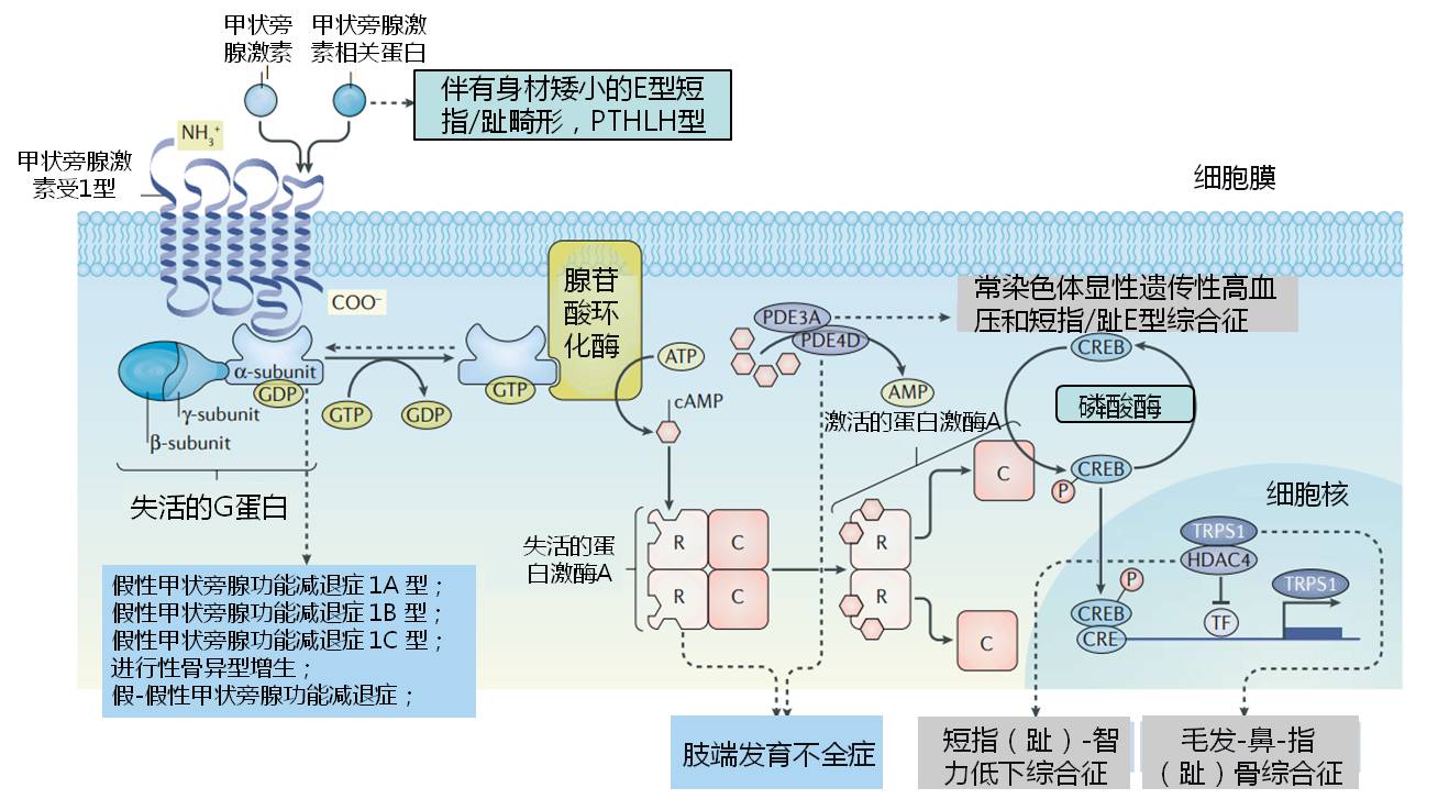 图片预览