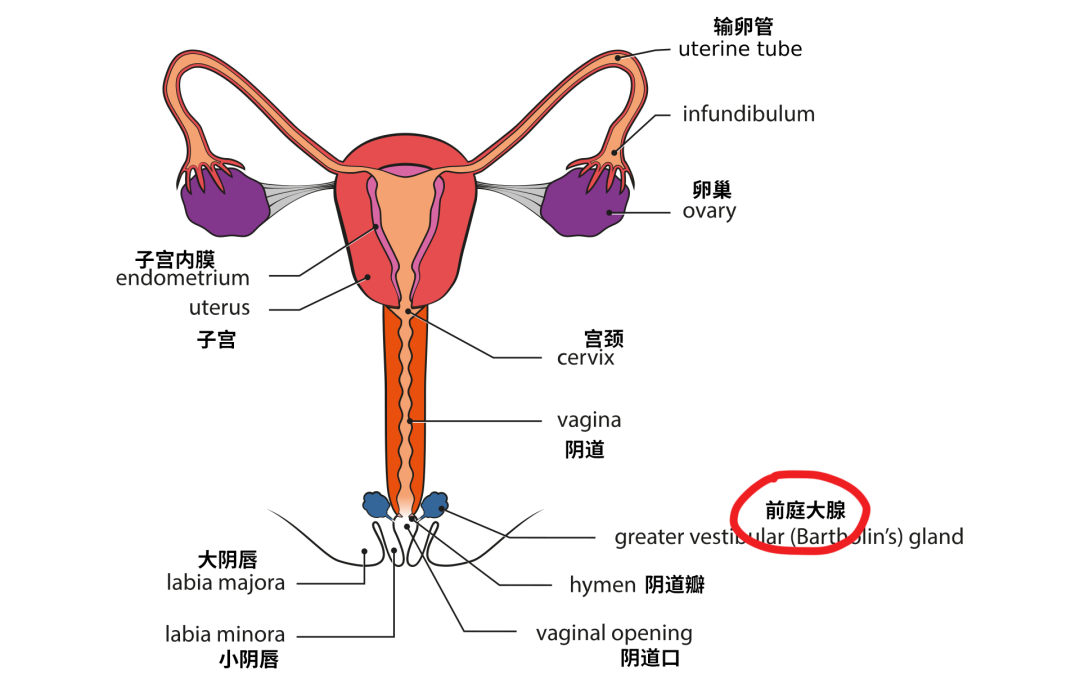 女性性腺位置图图片