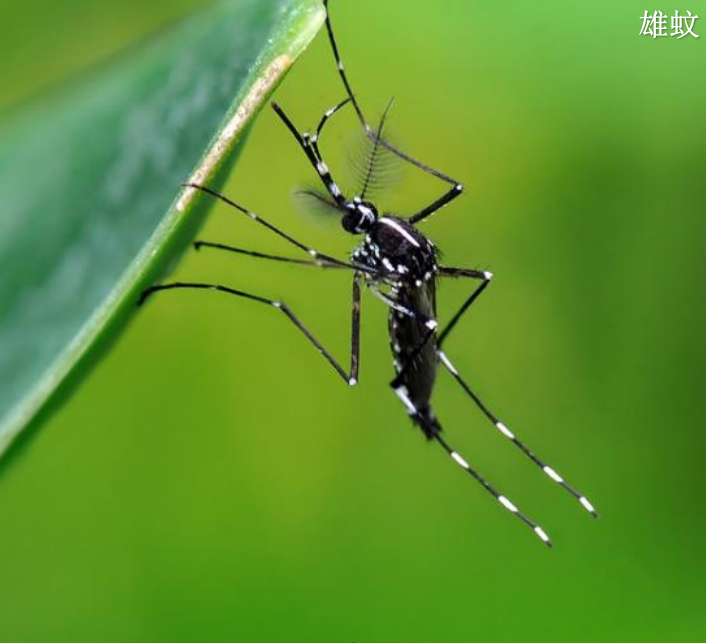 预防登革热,小心白纹伊蚊