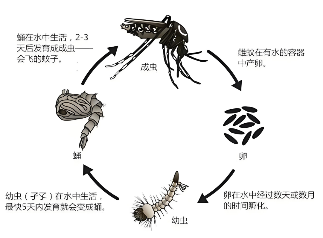 预防登革热,小心白纹伊蚊