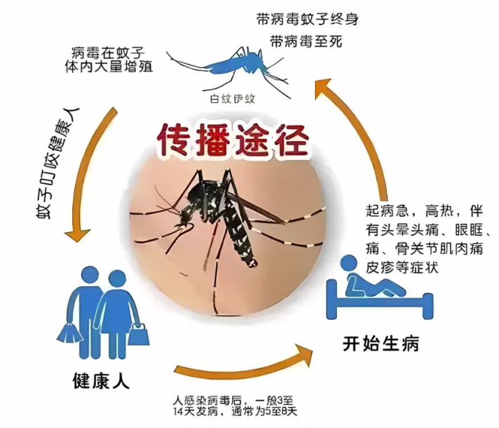 预防登革热,小心白纹伊蚊