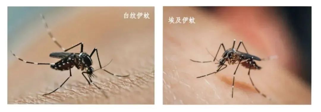 警惕！蚊虫传播基孔肯雅热病毒