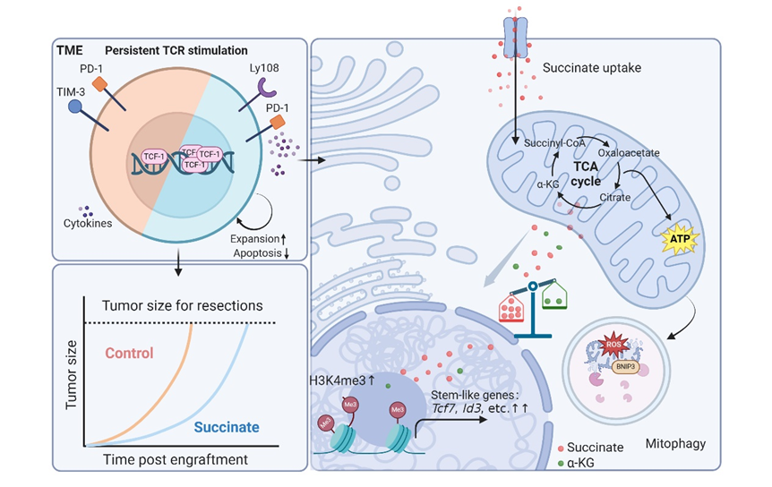 Immunity：张连军等团队揭示提升 T 细胞持久抗肿瘤能力的重要代谢因子-琥珀酸