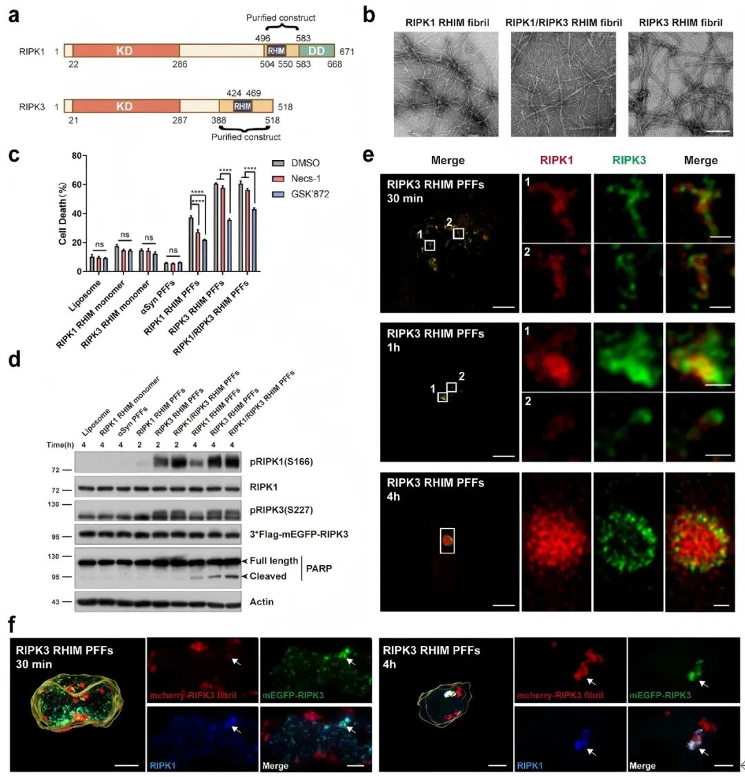 PNAS：袁钧瑛/刘聪合作揭示 RIPK1/RIPK3 淀粉样纤维跨细胞传播诱导细胞坏死的新机制 - 文献解读 - 丁香通