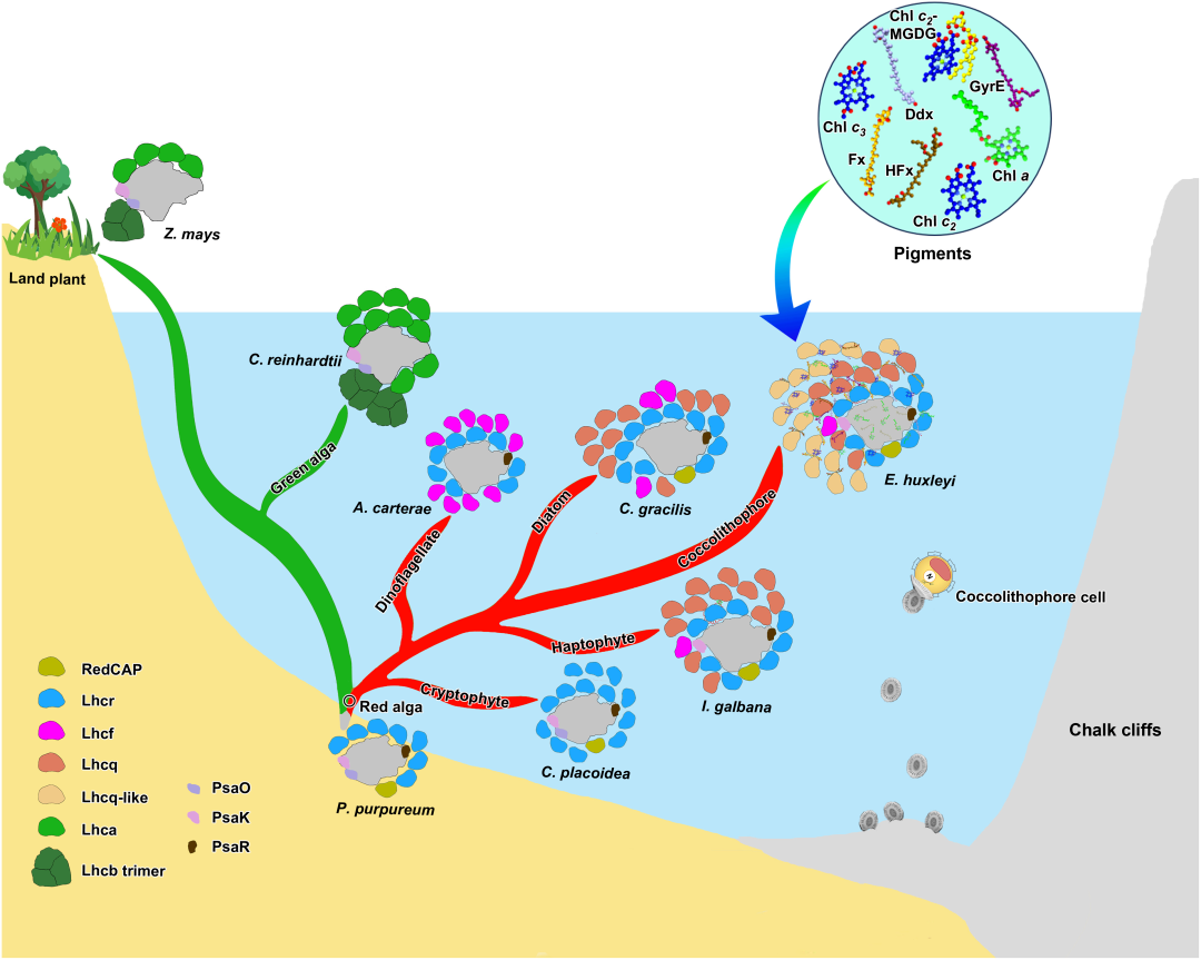 捕获阳光 | 中国科学院发布研究登上 Science 封面
