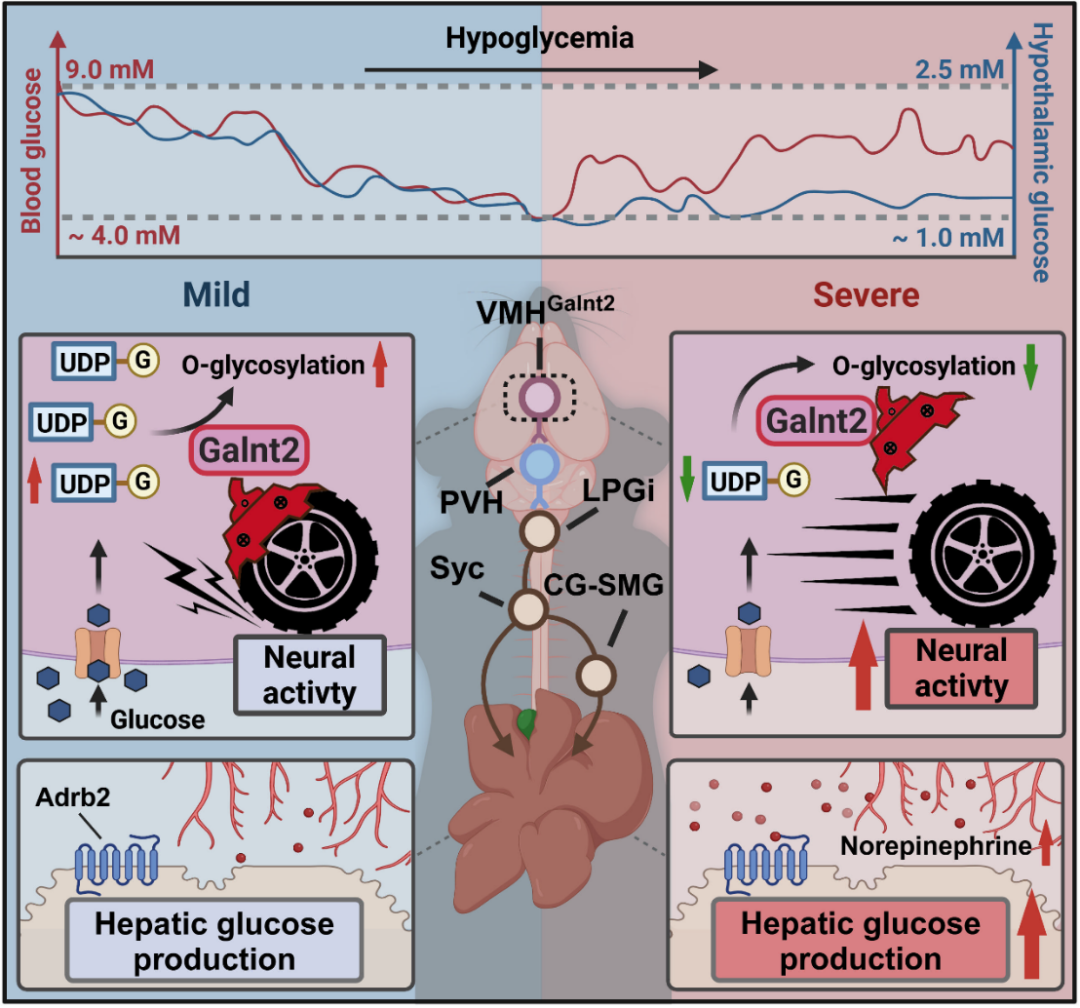 中国药科大学郝海平/谢昊团队揭示葡萄糖抑制型（GI）神经元调控低血糖抵抗新机制