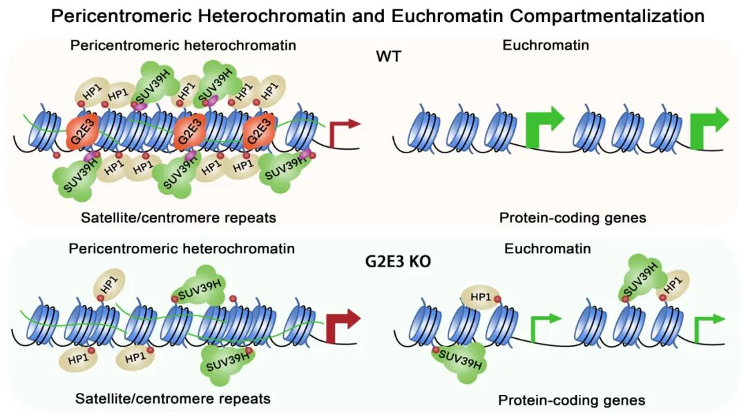 华东师范大学最新 Nature!或改写教科书