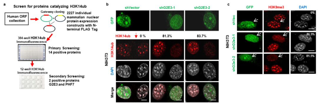 华东师范大学最新 Nature!或改写教科书
