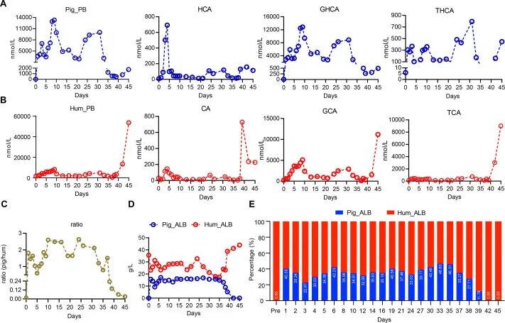 全球首例 | 安徽医科大学实现猪-人活体肝移植，基因编辑供肝存活 171 天