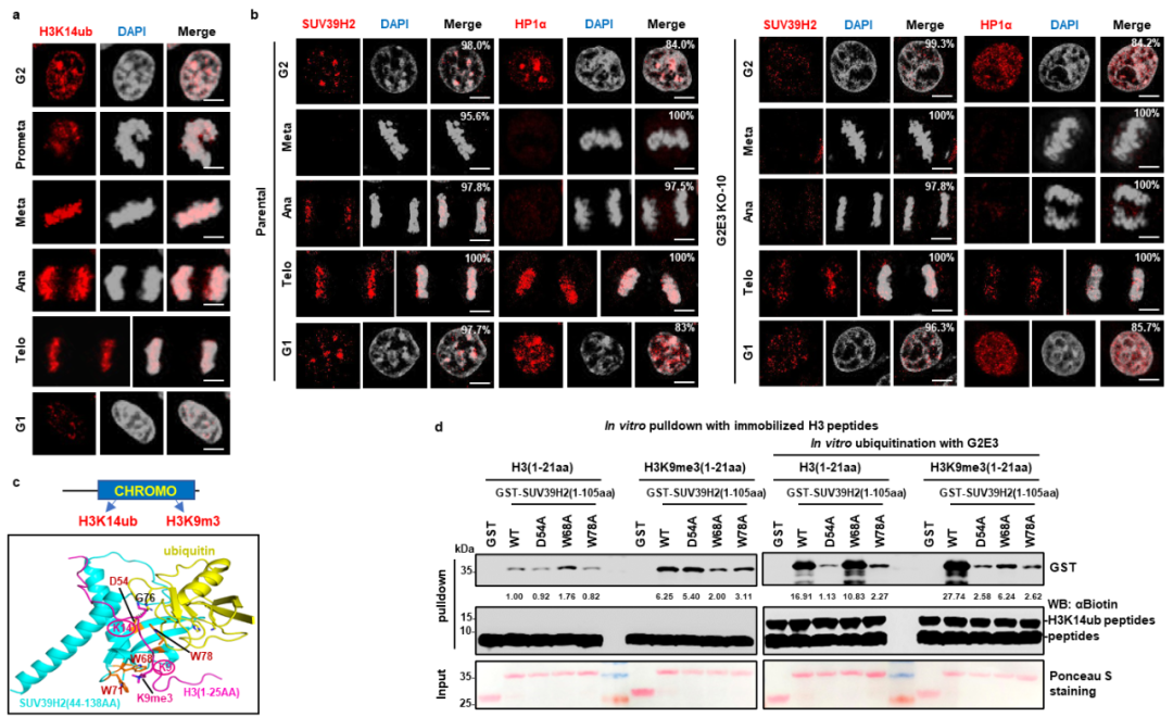 华东师范大学最新 Nature!或改写教科书