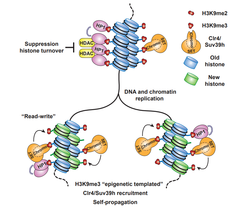 华东师范大学最新 Nature!或改写教科书