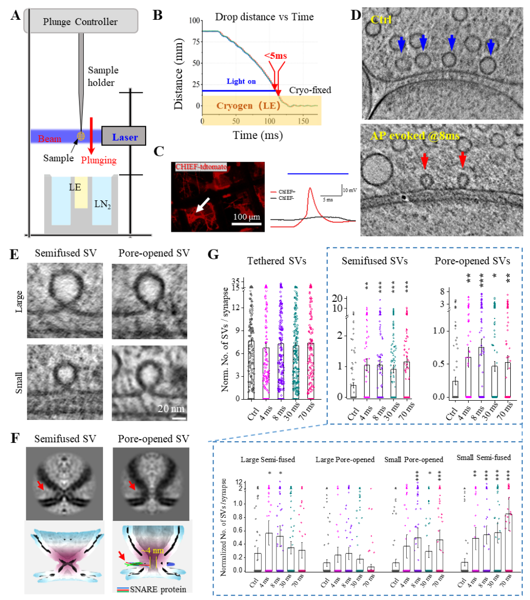 Science:中国科大/深圳先进院等团队合作揭秘神经「信使」传递机制