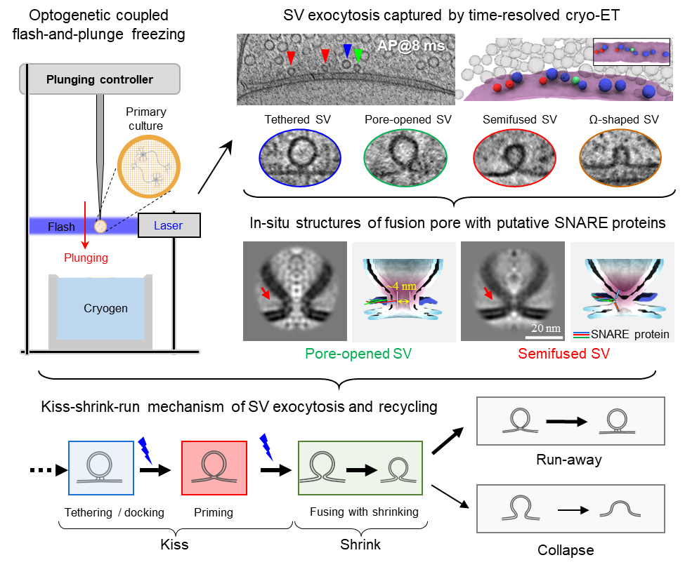 Science:中国科大/深圳先进院等团队合作揭秘神经「信使」传递机制