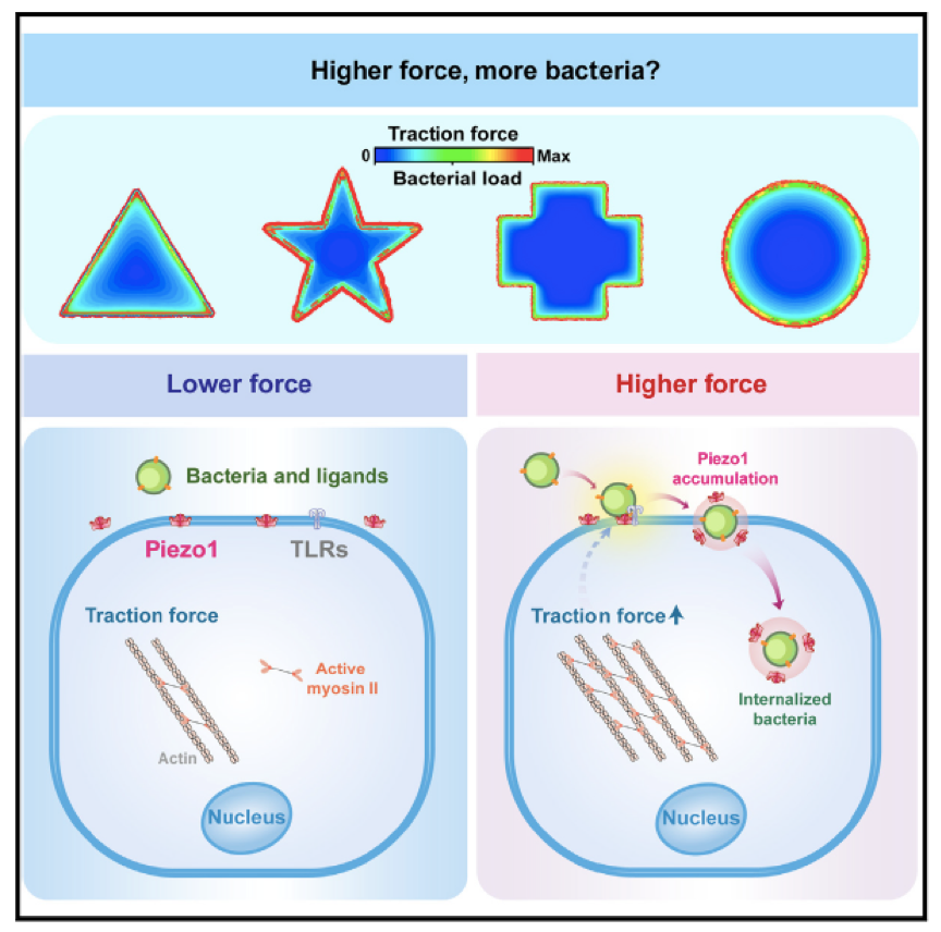 中国农业大学 2025 年发表高分文章 36 篇｜影响因子累计高达 904.8