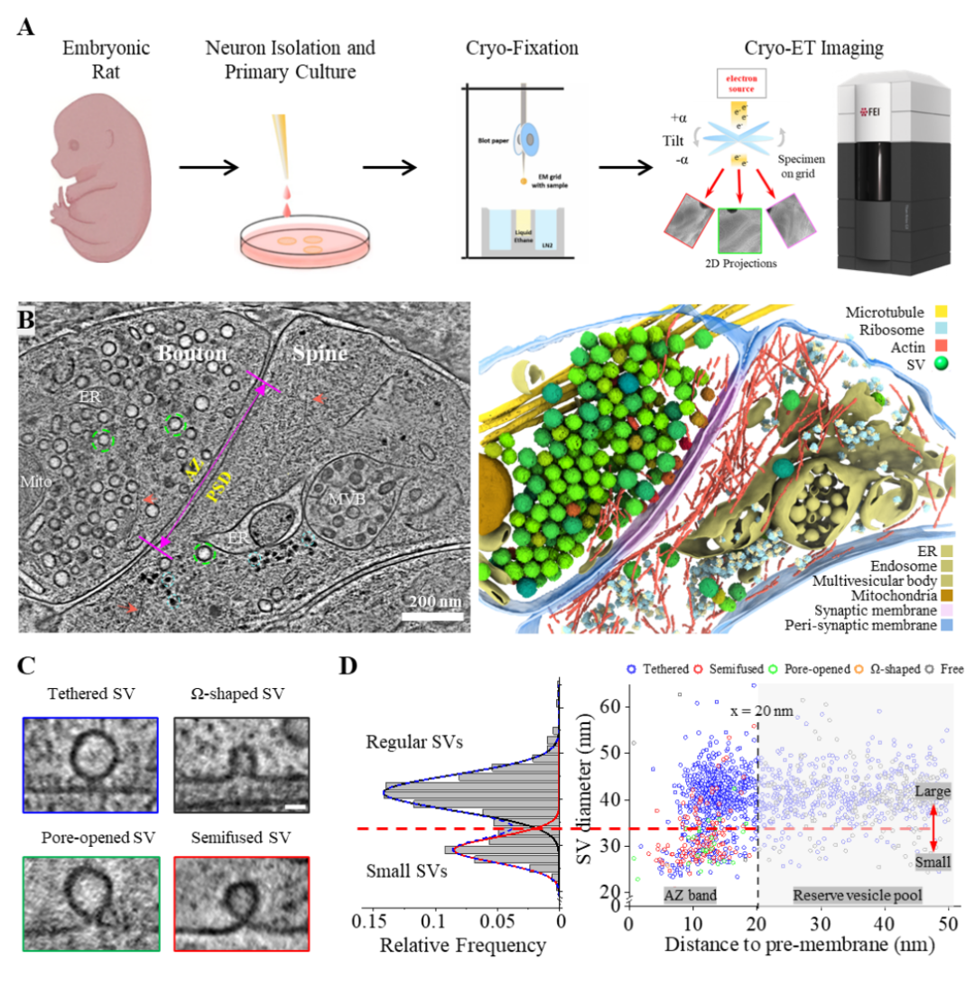 Science:中国科大/深圳先进院等团队合作揭秘神经「信使」传递机制