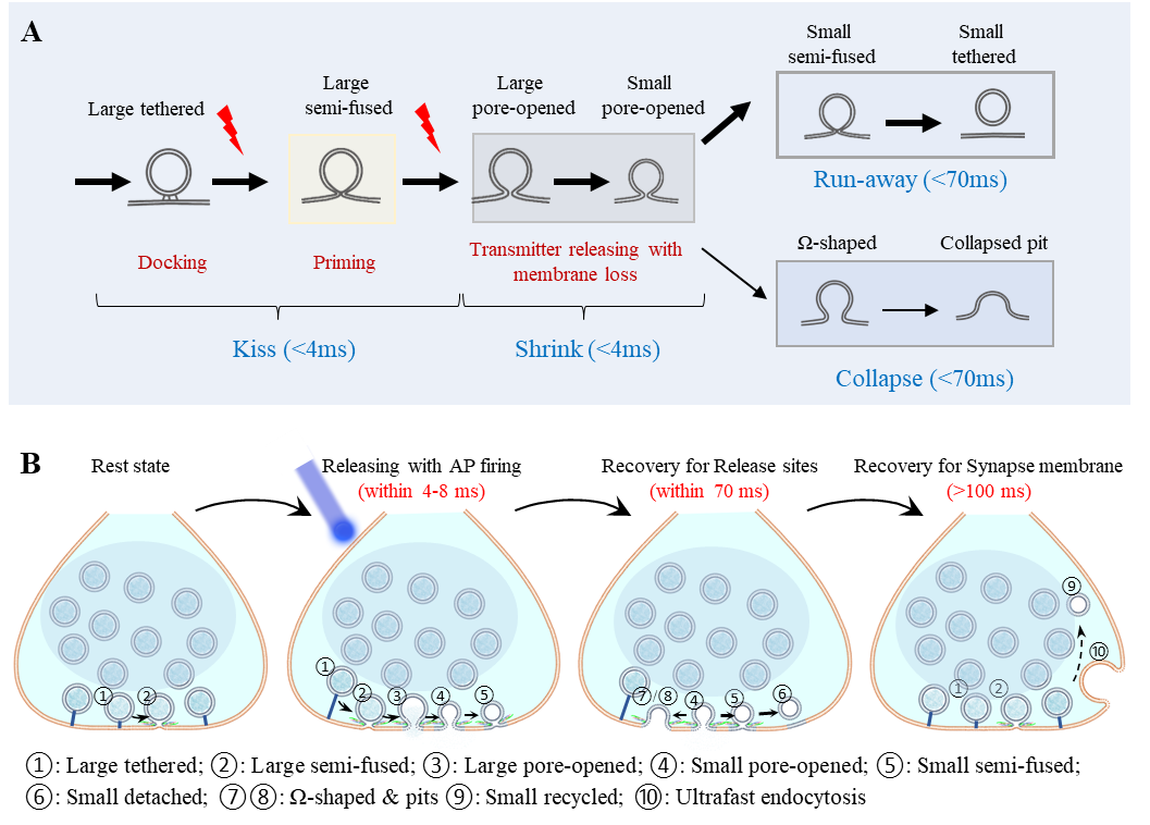 Science:中国科大/深圳先进院等团队合作揭秘神经「信使」传递机制