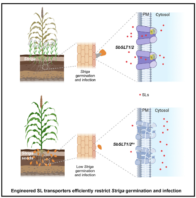 中国农业大学 2025 年发表高分文章 36 篇｜影响因子累计高达 904.8