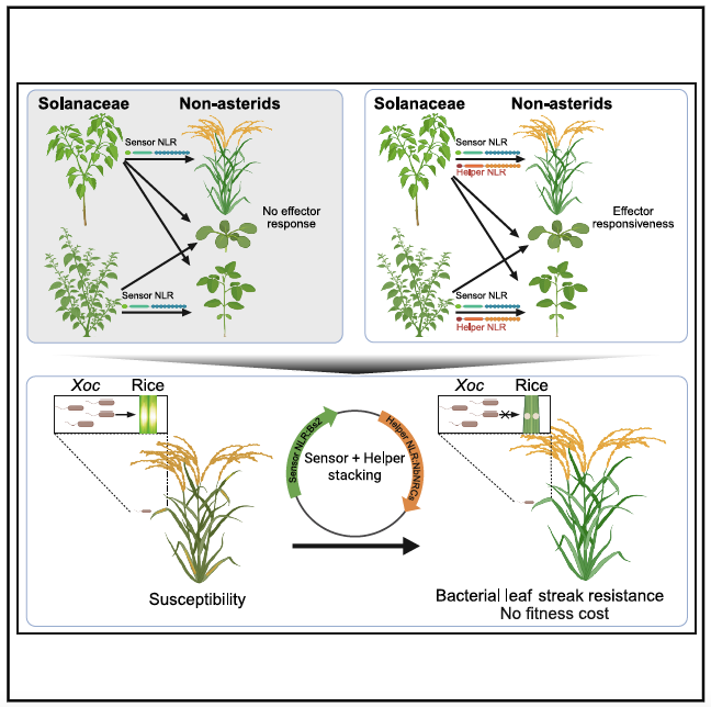 中国农业大学 2025 年发表高分文章 36 篇｜影响因子累计高达 904.8
