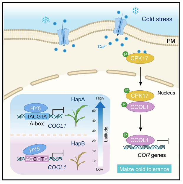 中国农业大学 2025 年发表高分文章 36 篇｜影响因子累计高达 904.8