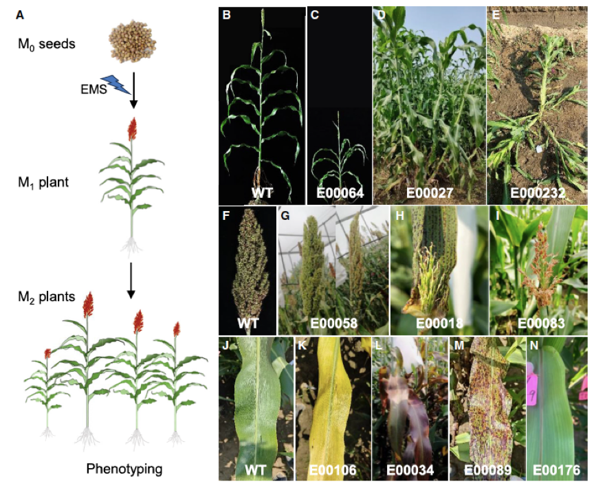 中国农业大学 2025 年发表高分文章 36 篇｜影响因子累计高达 904.8