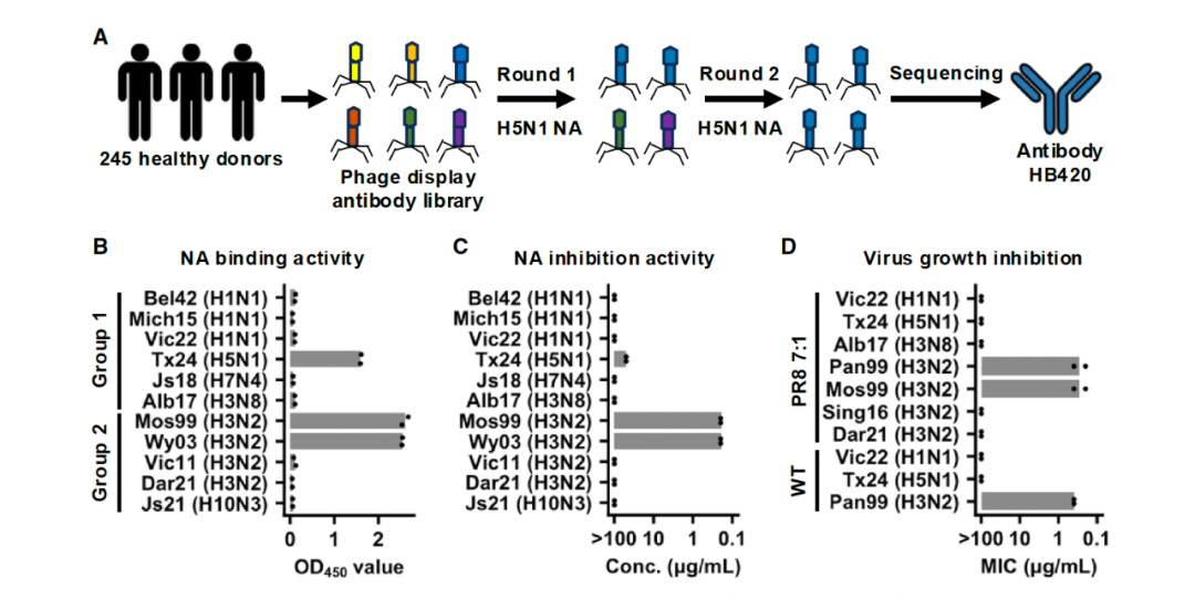 Cell Host：吕惠彬等探究 H3N2 抗体进化获得 H5N1 交叉保护机制