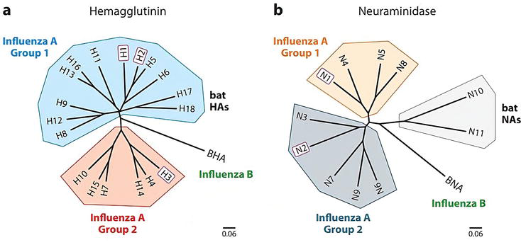 Cell Host：吕惠彬等探究 H3N2 抗体进化获得 H5N1 交叉保护机制