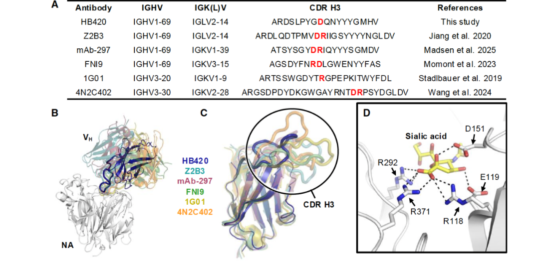 Cell Host：吕惠彬等探究 H3N2 抗体进化获得 H5N1 交叉保护机制