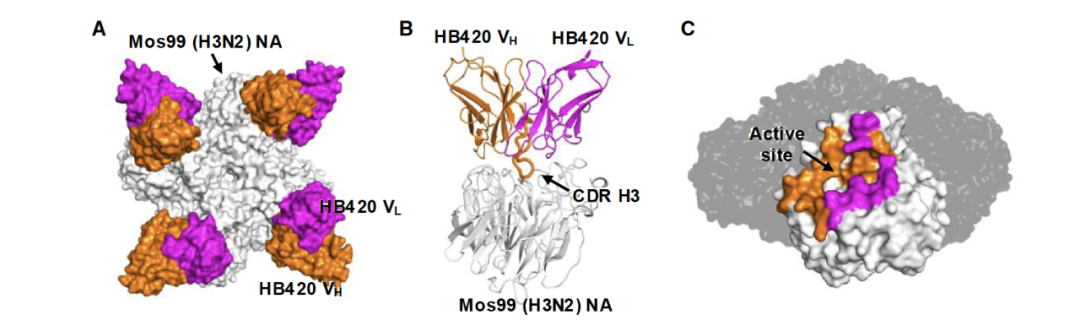 Cell Host：吕惠彬等探究 H3N2 抗体进化获得 H5N1 交叉保护机制