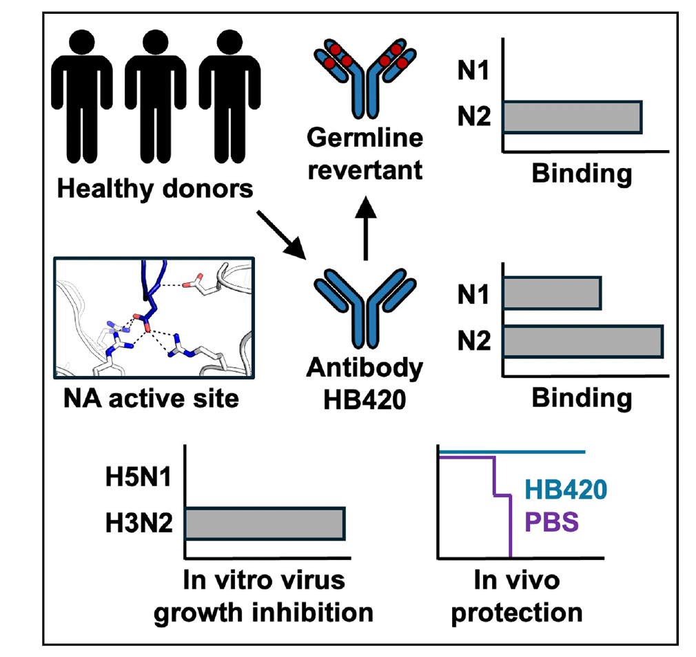 Cell Host：吕惠彬等探究 H3N2 抗体进化获得 H5N1 交叉保护机制