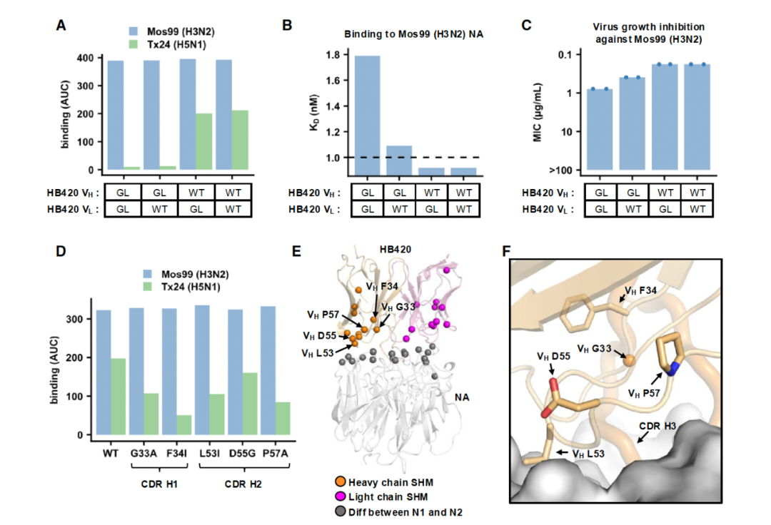 Cell Host：吕惠彬等探究 H3N2 抗体进化获得 H5N1 交叉保护机制