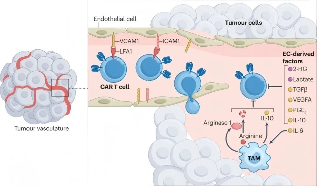 连发两篇 | 突破实体瘤 CAR-T 耐药困局
