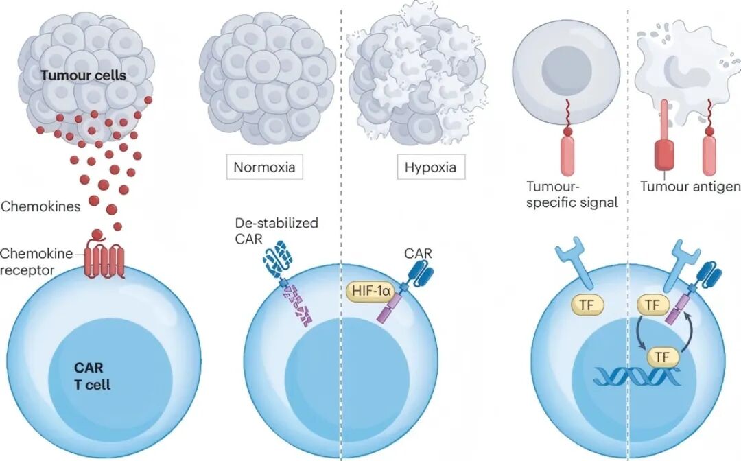 连发两篇 | 突破实体瘤 CAR-T 耐药困局
