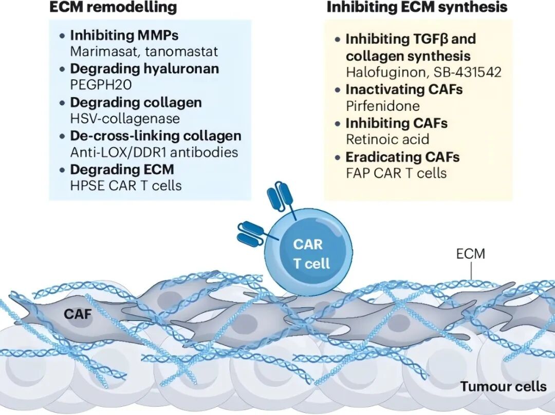 连发两篇 | 突破实体瘤 CAR-T 耐药困局