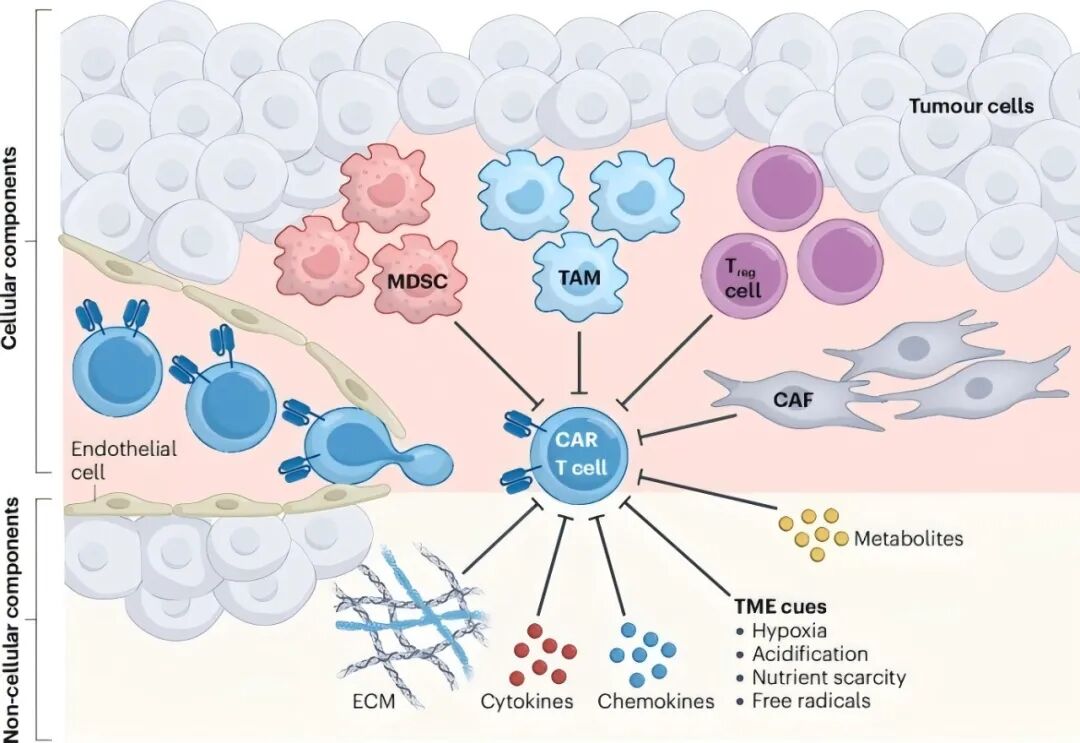 连发两篇 | 突破实体瘤 CAR-T 耐药困局