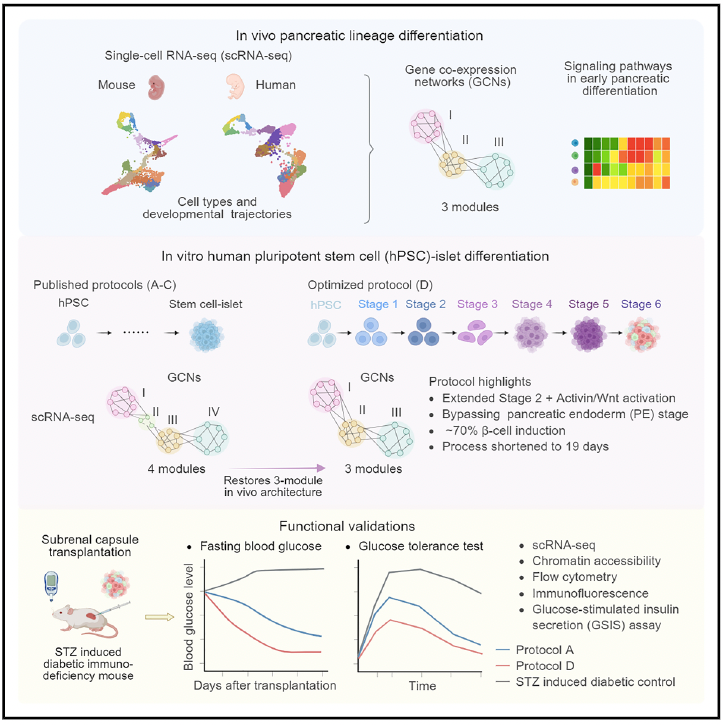 北京大学徐成冉团队为糖尿病再生治疗提供新方案