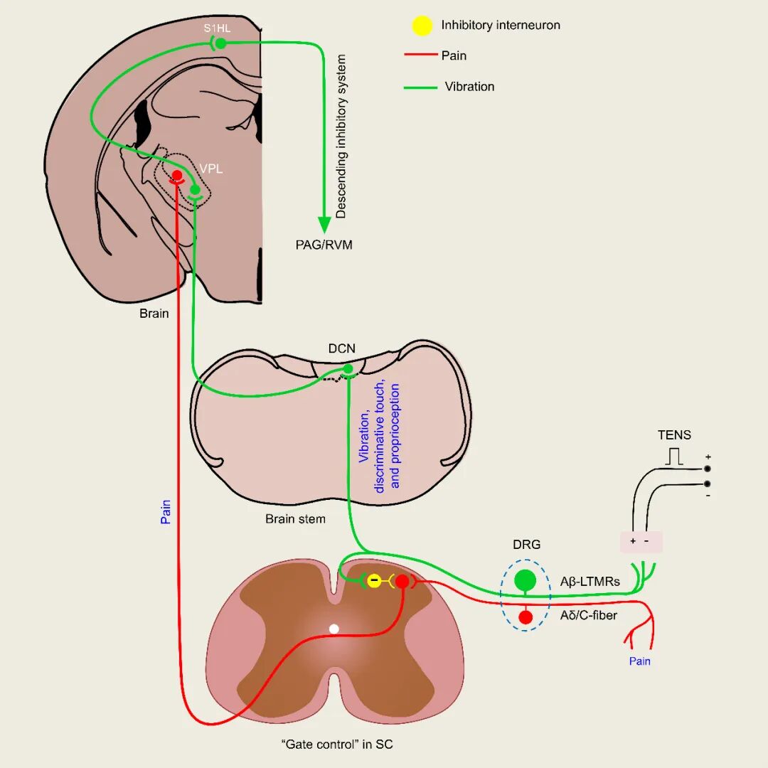 复旦大学论文登上 Cell 头条