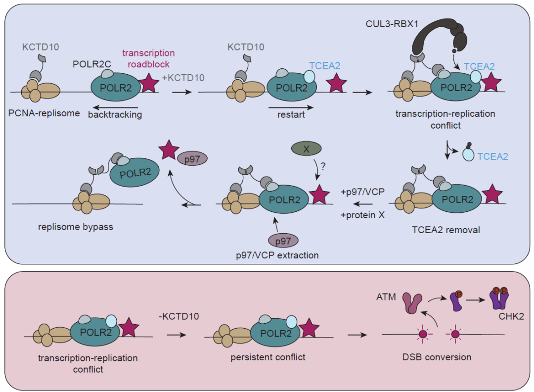 楼振昆团队最新 Nature,颠覆传统认知!