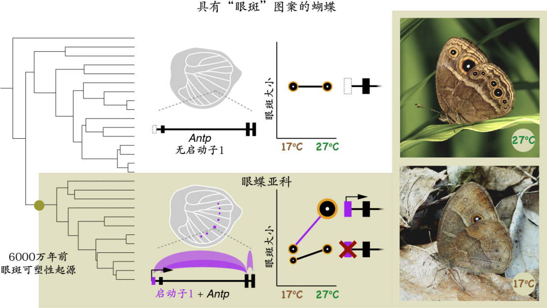 新加坡国立大学:一个基因「开关」点亮了六千万年蝴蝶季节可塑性的演化