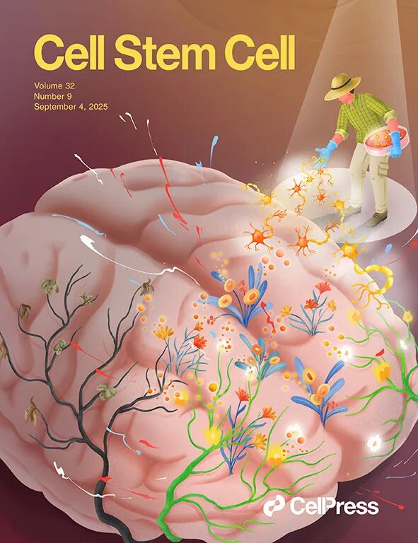 Cell Stem Cell 封面文章：中国科学院/复旦大学等提出抑郁症治疗新方法