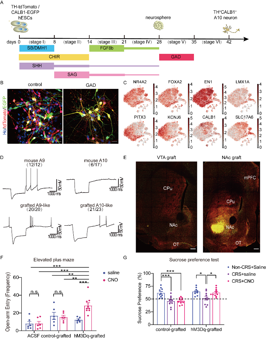 Cell Stem Cell 封面文章：中国科学院/复旦大学等提出抑郁症治疗新方法