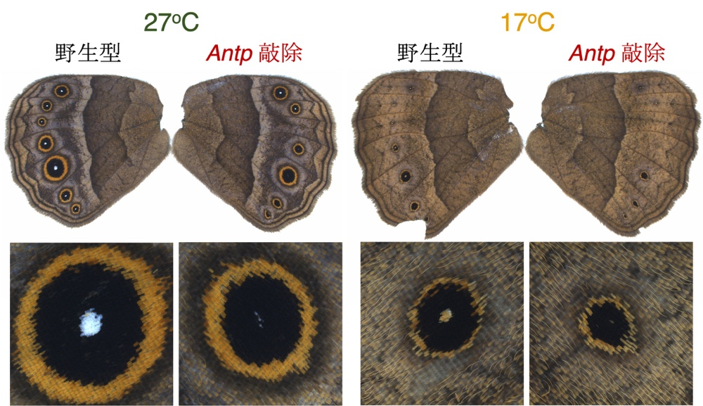 新加坡国立大学:一个基因「开关」点亮了六千万年蝴蝶季节可塑性的演化