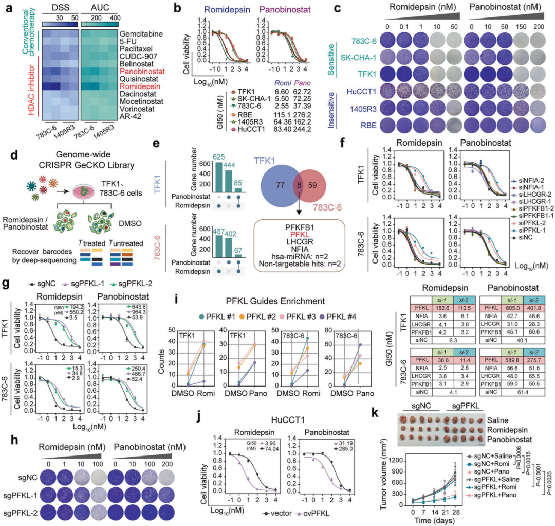 IF 52.7 | 海军军医大学王红阳院士团队肿瘤学领域取得新进展