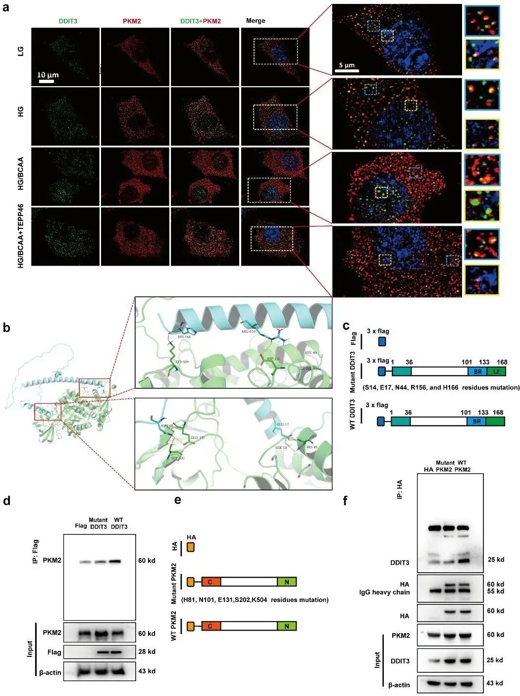 空军军医大学团队:发现支链氨基酸代谢障碍,驱动糖尿病肾病进展