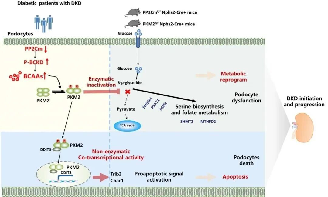 空军军医大学团队:发现支链氨基酸代谢障碍,驱动糖尿病肾病进展