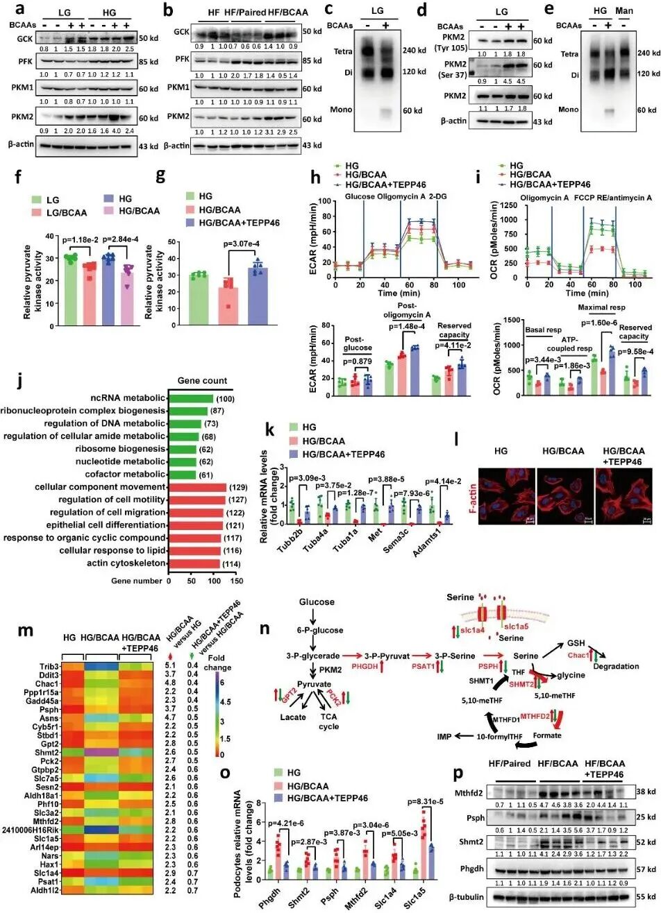 空军军医大学团队:发现支链氨基酸代谢障碍,驱动糖尿病肾病进展