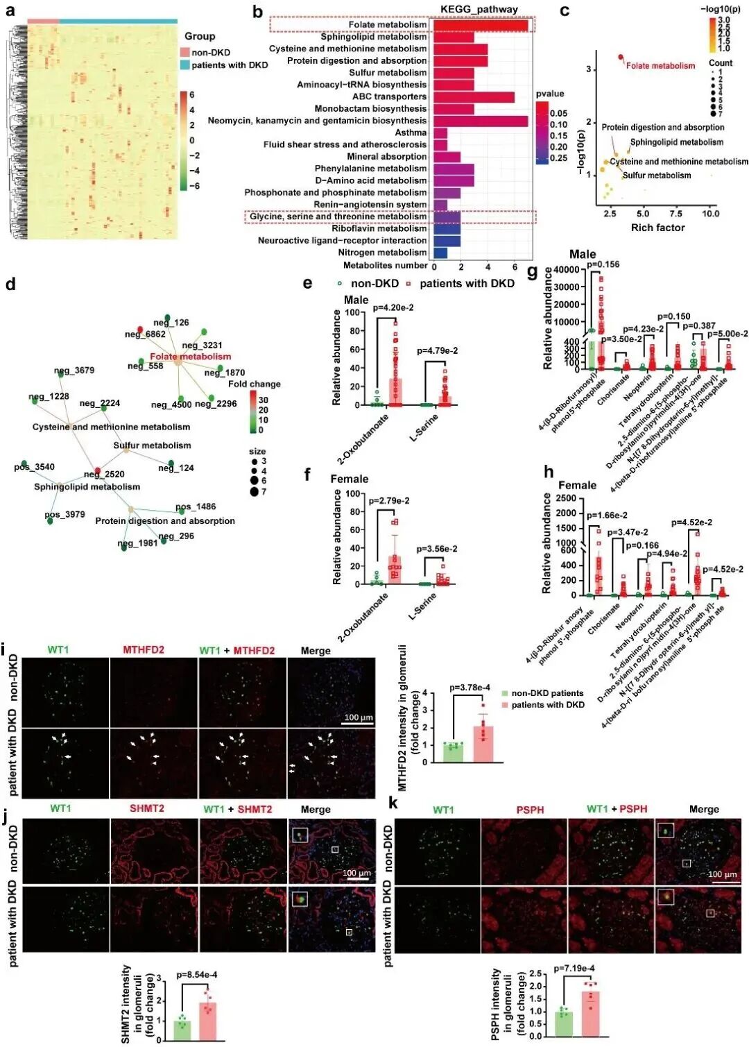 空军军医大学团队:发现支链氨基酸代谢障碍,驱动糖尿病肾病进展