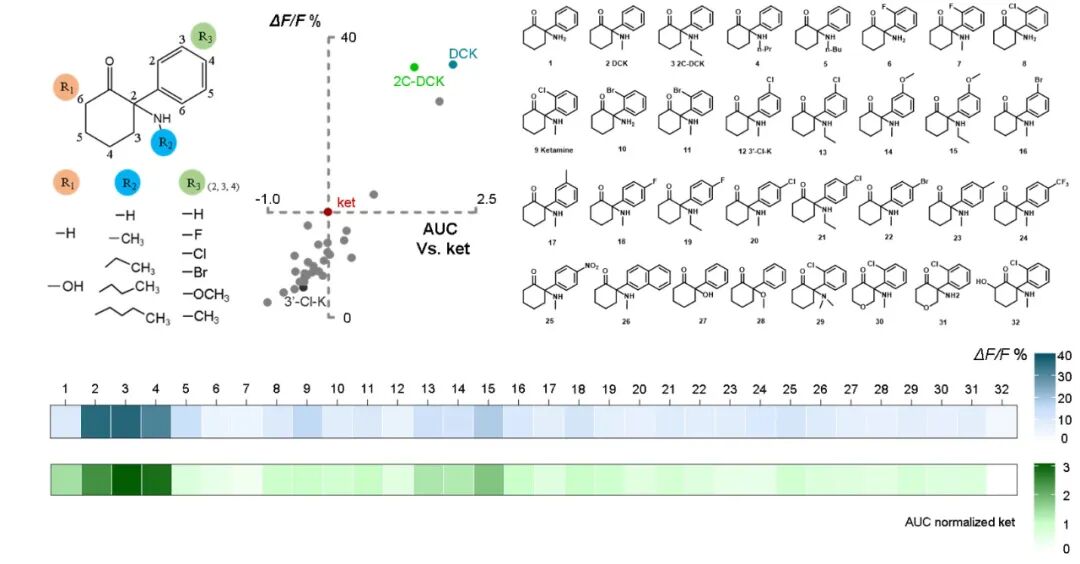 Nature 专家点评:罗敏敏团队首次揭示两种强效抗抑郁疗法背后的共同机制,提出颠覆传统治疗手段