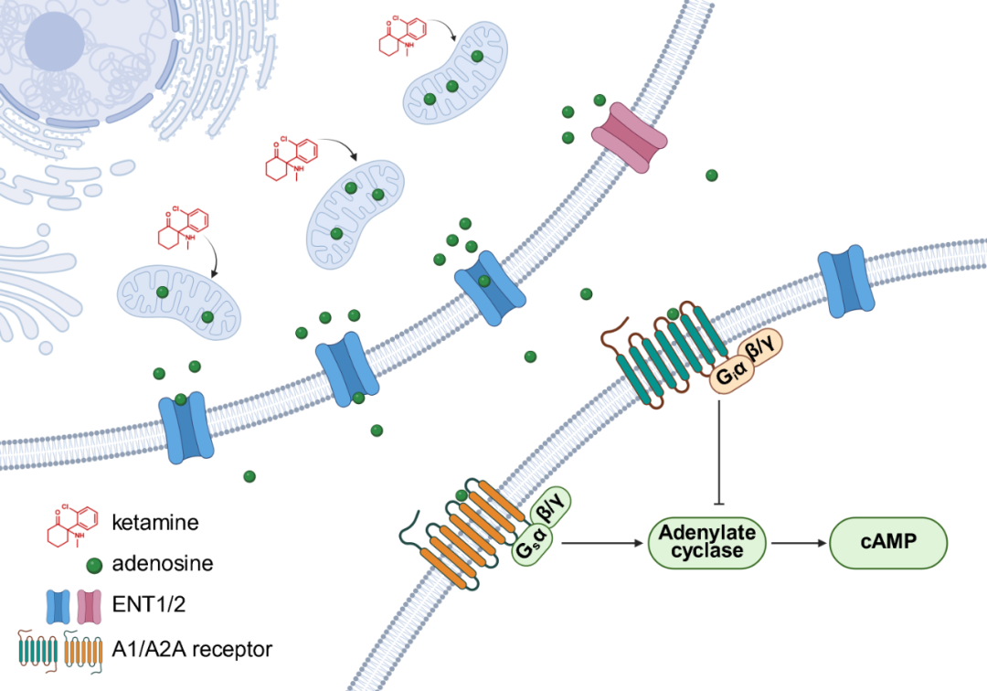 Nature 专家点评:罗敏敏团队首次揭示两种强效抗抑郁疗法背后的共同机制,提出颠覆传统治疗手段